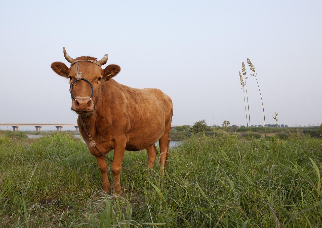 cow,  nature,  animal,  korean medical center