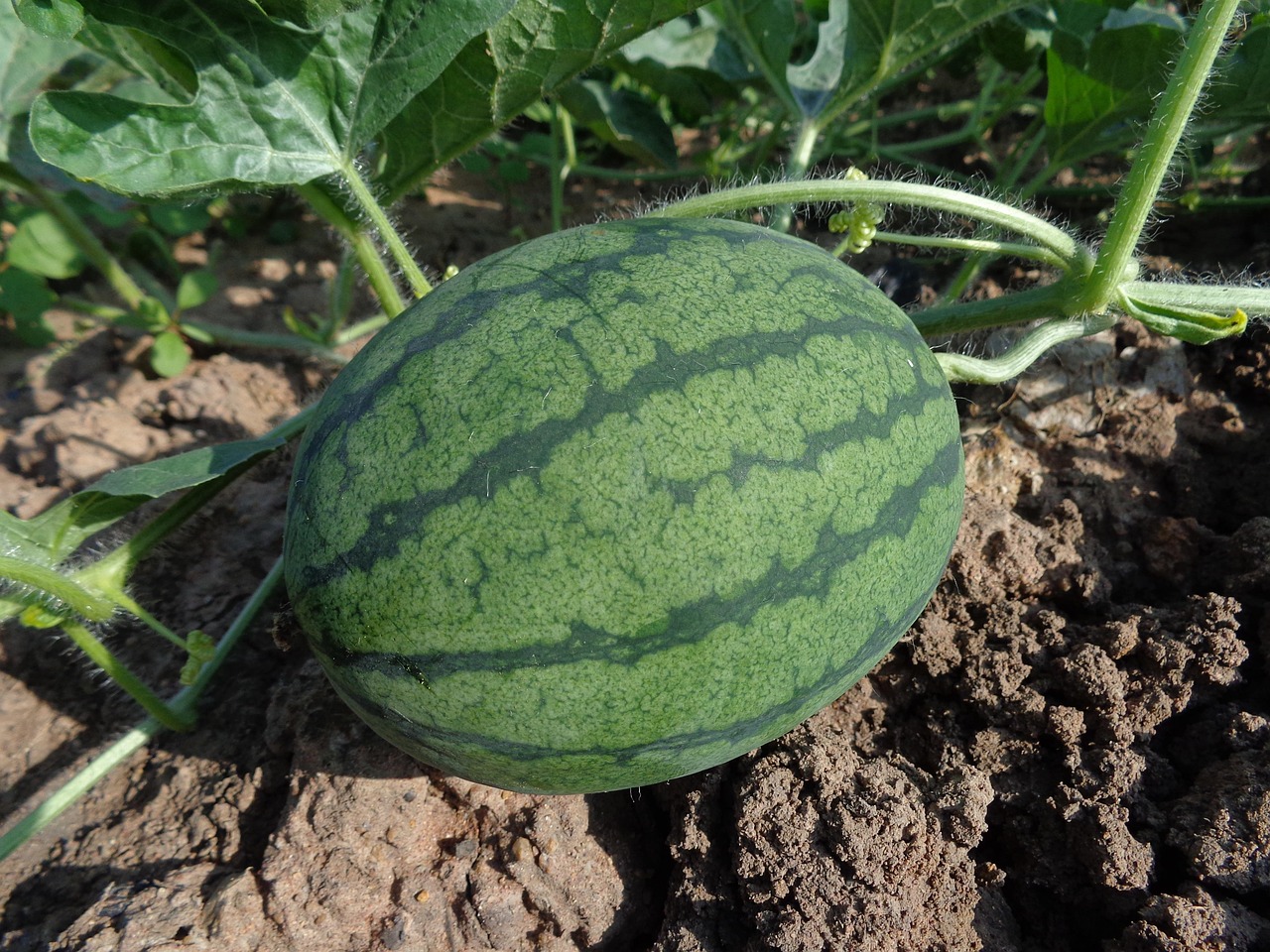 watermelon,  fruit,  harvest,  produce,  organic
