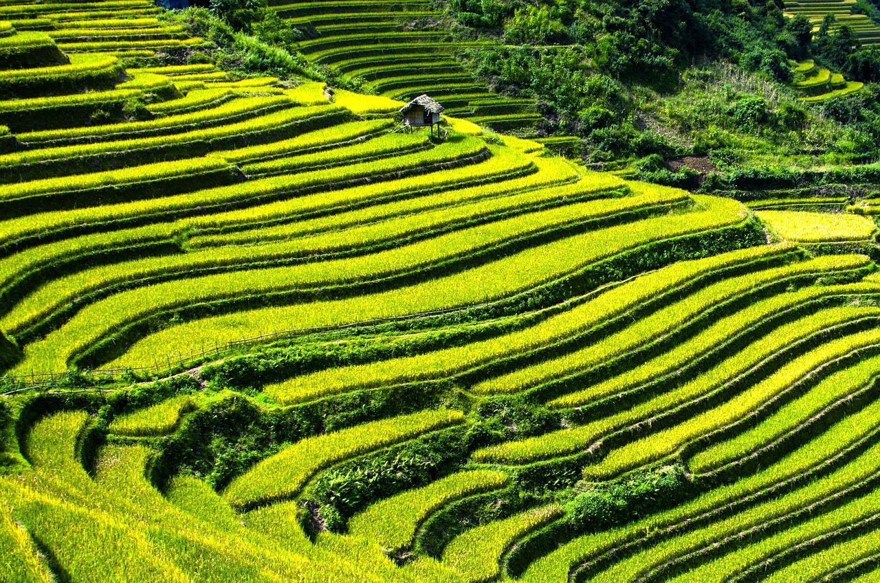 rice terraces,  rice fields,  terraced fields,  mu cang chai,  yen bai